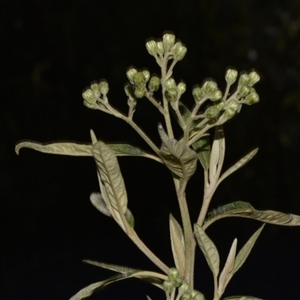 Olearia lirata at Paddys River, ACT - 15 Sep 2024 02:05 PM