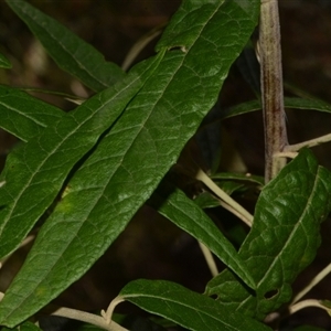 Olearia lirata at Paddys River, ACT - 15 Sep 2024 02:05 PM