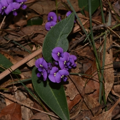 Hardenbergia violacea (False Sarsaparilla) at Paddys River, ACT - 15 Sep 2024 by Venture