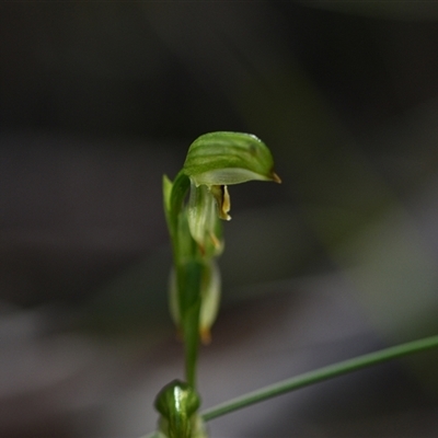 Bunochilus montanus (ACT) = Pterostylis jonesii (NSW) (Montane Leafy Greenhood) at Paddys River, ACT - 15 Sep 2024 by Venture