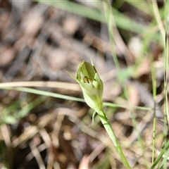 Pterostylis curta (Blunt Greenhood) at Paddys River, ACT - 15 Sep 2024 by Venture