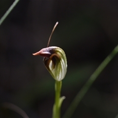 Pterostylis pedunculata (Maroonhood) at Paddys River, ACT - 15 Sep 2024 by Venture