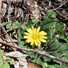 Cymbonotus sp. (preissianus or lawsonianus) (Bears Ears) at Paddys River, ACT - 15 Sep 2024 by Venture