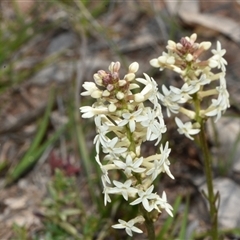 Stackhousia monogyna (Creamy Candles) at Throsby, ACT - 14 Sep 2024 by Venture