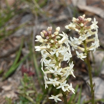 Stackhousia monogyna (Creamy Candles) at Throsby, ACT - 14 Sep 2024 by Venture