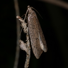 Eulechria convictella (Eulechria convictella) at Freshwater Creek, VIC - 18 Aug 2021 by WendyEM