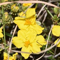 Hibbertia calycina (Lesser Guinea-flower) at Throsby, ACT - 14 Sep 2024 by Venture