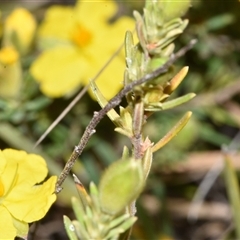 Hibbertia calycina at Throsby, ACT - 14 Sep 2024 03:55 PM