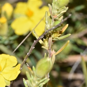 Hibbertia calycina at Throsby, ACT - 14 Sep 2024