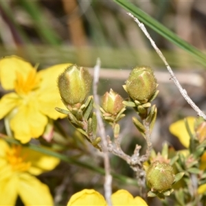 Hibbertia calycina at Throsby, ACT - 14 Sep 2024