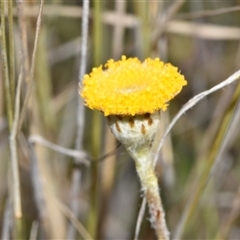 Leptorhynchos squamatus subsp. squamatus (Scaly Buttons) at Throsby, ACT - 14 Sep 2024 by Venture