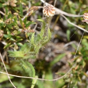 Leptorhynchos squamatus subsp. squamatus at Throsby, ACT - 14 Sep 2024