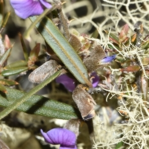 Hovea heterophylla at Throsby, ACT - 14 Sep 2024