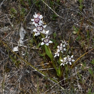 Wurmbea dioica subsp. dioica at Throsby, ACT - 14 Sep 2024 03:28 PM