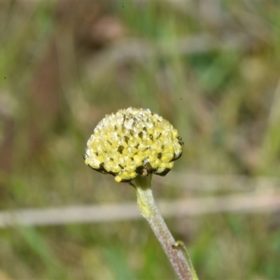 Craspedia variabilis (Common Billy Buttons) at Throsby, ACT - 14 Sep 2024 by Venture