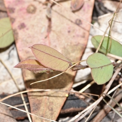 Bossiaea prostrata (Creeping Bossiaea) at Throsby, ACT - 14 Sep 2024 by Venture