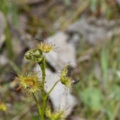 Drosera gunniana (Pale Sundew) at Throsby, ACT - 14 Sep 2024 by Venture