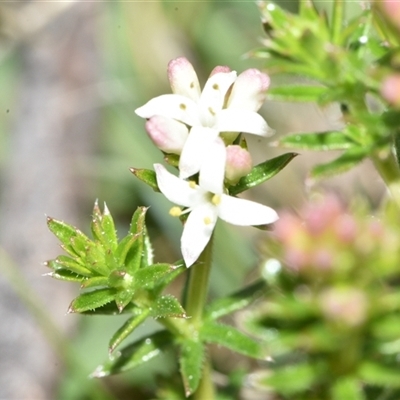 Asperula conferta (Common Woodruff) at Throsby, ACT - 14 Sep 2024 by Venture