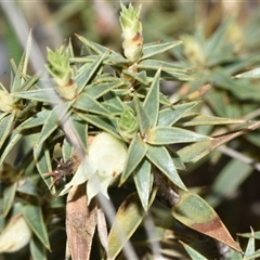 Melichrus urceolatus (Urn Heath) at Throsby, ACT - 14 Sep 2024 by Venture