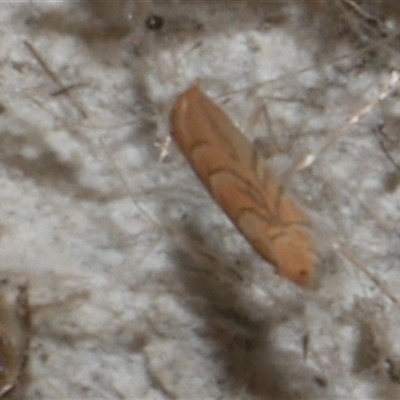 Phyllonorycter messaniella (Zeller's Midget, Gracillariidae) at Freshwater Creek, VIC - 22 May 2021 by WendyEM