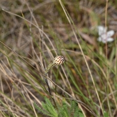 Leptorhynchos squamatus subsp. squamatus (Scaly Buttons) at Throsby, ACT - 14 Sep 2024 by Venture