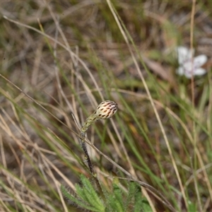 Leptorhynchos squamatus subsp. squamatus at Throsby, ACT - 14 Sep 2024