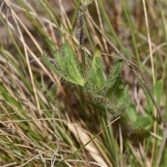 Leptorhynchos squamatus subsp. squamatus at Throsby, ACT - 14 Sep 2024