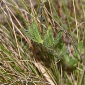 Leptorhynchos squamatus subsp. squamatus at Throsby, ACT - 14 Sep 2024