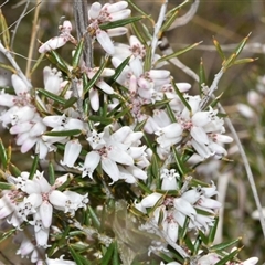 Lissanthe strigosa subsp. subulata (Peach Heath) at Throsby, ACT - 14 Sep 2024 by Venture