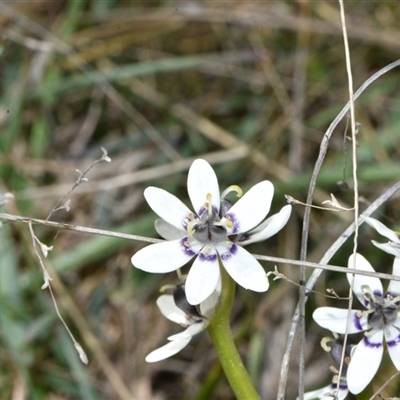 Wurmbea dioica subsp. dioica (Early Nancy) at Throsby, ACT - 14 Sep 2024 by Venture