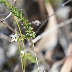 Rhytidosporum procumbens (White Marianth) at Yarralumla, ACT - 18 Sep 2024 by Venture