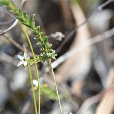 Rhytidosporum procumbens (White Marianth) at Yarralumla, ACT - 18 Sep 2024 by Venture