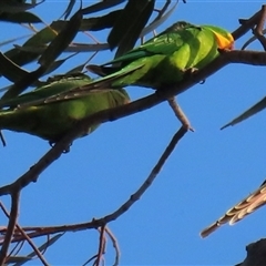 Polytelis swainsonii (Superb Parrot) at Lyneham, ACT - 20 Sep 2024 by RobParnell