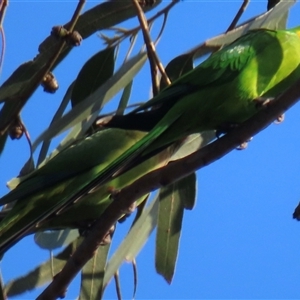 Polytelis swainsonii at Lyneham, ACT - suppressed