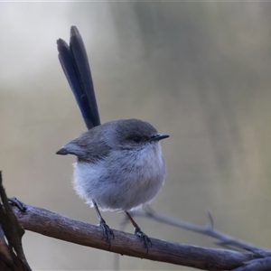 Malurus cyaneus at Ainslie, ACT - 18 Sep 2024