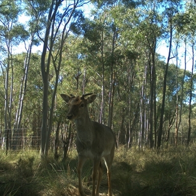 Cervus sp. (genus) (A deer) at Gundaroo, NSW - 3 Aug 2024 by Gunyijan