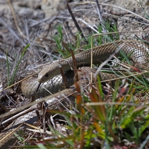 Pseudonaja textilis at Lawson, ACT - 20 Sep 2024 03:17 PM