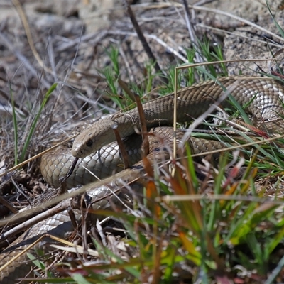 Pseudonaja textilis (Eastern Brown Snake) at Lawson, ACT - 20 Sep 2024 by TimL