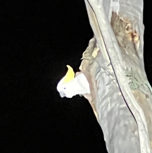 Cacatua galerita at Acton, ACT - 19 Sep 2024