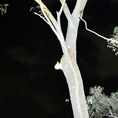 Cacatua galerita at Acton, ACT - suppressed