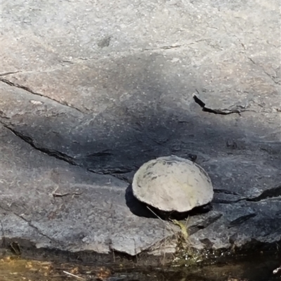 Chelodina longicollis (Eastern Long-necked Turtle) at Tharwa, ACT - 19 Sep 2024 by ChrisHolder