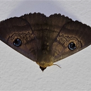 Dasypodia selenophora at Hawker, ACT - 20 Sep 2024