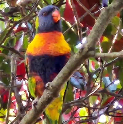 Trichoglossus moluccanus (Rainbow Lorikeet) at Hawker, ACT - 18 Sep 2024 by sangio7