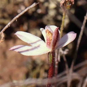 Caladenia fuscata at Gundaroo, NSW - suppressed