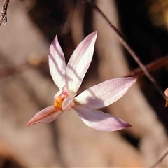 Caladenia fuscata at Gundaroo, NSW - suppressed