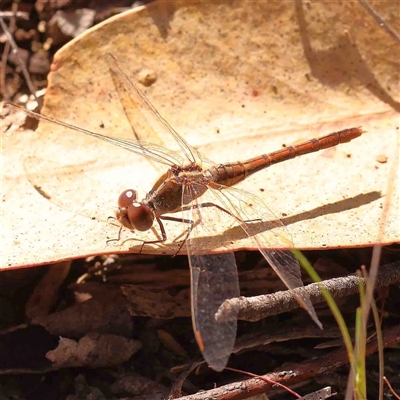 Diplacodes bipunctata (Wandering Percher) at Gundaroo, NSW - 20 Sep 2024 by ConBoekel