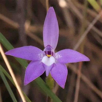 Glossodia major (Wax Lip Orchid) at Gundaroo, NSW - 20 Sep 2024 by ConBoekel