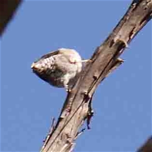 Daphoenositta chrysoptera at Gundaroo, NSW - 20 Sep 2024 10:20 AM