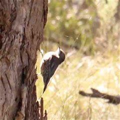 Cormobates leucophaea (White-throated Treecreeper) at Gundaroo, NSW - 20 Sep 2024 by ConBoekel