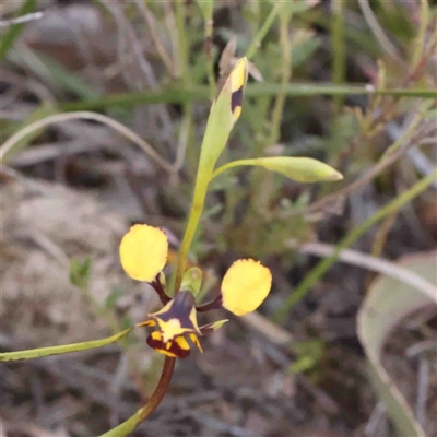 Diuris pardina (Leopard Doubletail) at Gundaroo, NSW - 20 Sep 2024 by ConBoekel